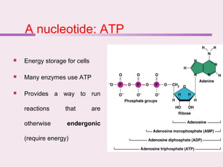 A nucleotide: ATP
 Energy storage for cells
 Many enzymes use ATP
 Provides a way to run
reactions that are
otherwise endergonic
(require energy)
 