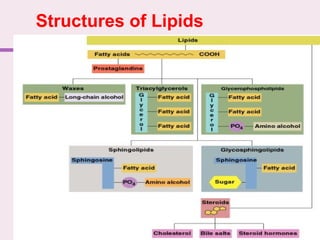 41
Structures of Lipids
 