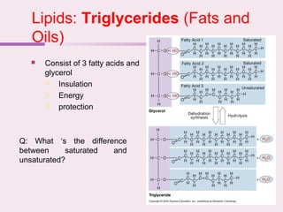 Lipids: Triglycerides (Fats and
Oils)
 Consist of 3 fatty acids and
glycerol
 Insulation
 Energy
 protection
Q: What ‘s the difference
between saturated and
unsaturated?
 