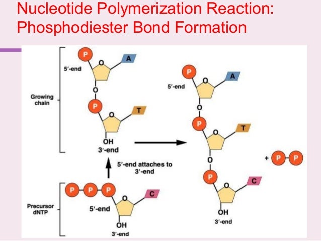 bond for phosphodiester formation Biomolecules
