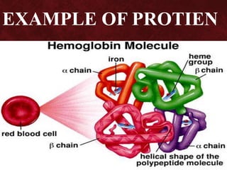 EXAMPLE OF PROTIEN
 