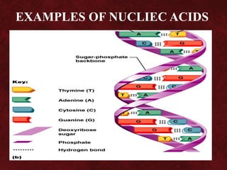 EXAMPLES OF NUCLIEC ACIDS
 