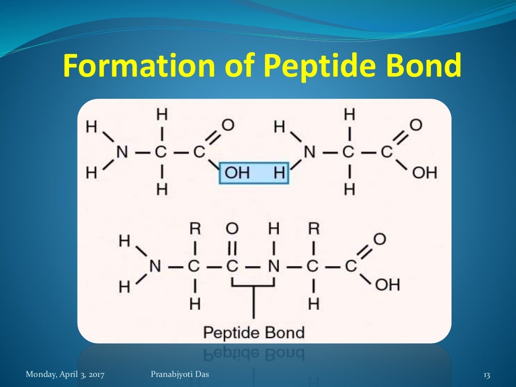 Protein as a Biomolecule