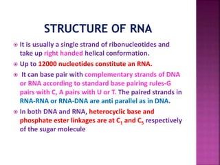  It is usually a single strand of ribonucleotides and
take up right handed helical conformation.
 Up to 12000 nucleotides constitute an RNA.
 It can base pair with complementary strands of DNA
or RNA according to standard base pairing rules-G
pairs with C, A pairs with U or T. The paired strands in
RNA-RNA or RNA-DNA are anti parallel as in DNA.
 In both DNA and RNA, heterocyclic base and
phosphate ester linkages are at C1 and C5 respectively
of the sugar molecule
 