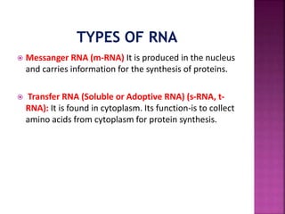  Messanger RNA (m-RNA) It is produced in the nucleus
and carries information for the synthesis of proteins.
 Transfer RNA (Soluble or Adoptive RNA) (s-RNA, t-
RNA): It is found in cytoplasm. Its function-is to collect
amino acids from cytoplasm for protein synthesis.
 