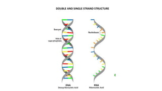 Single Stranded Vs Double Stranded Class XII-Biomolecules | PPTX