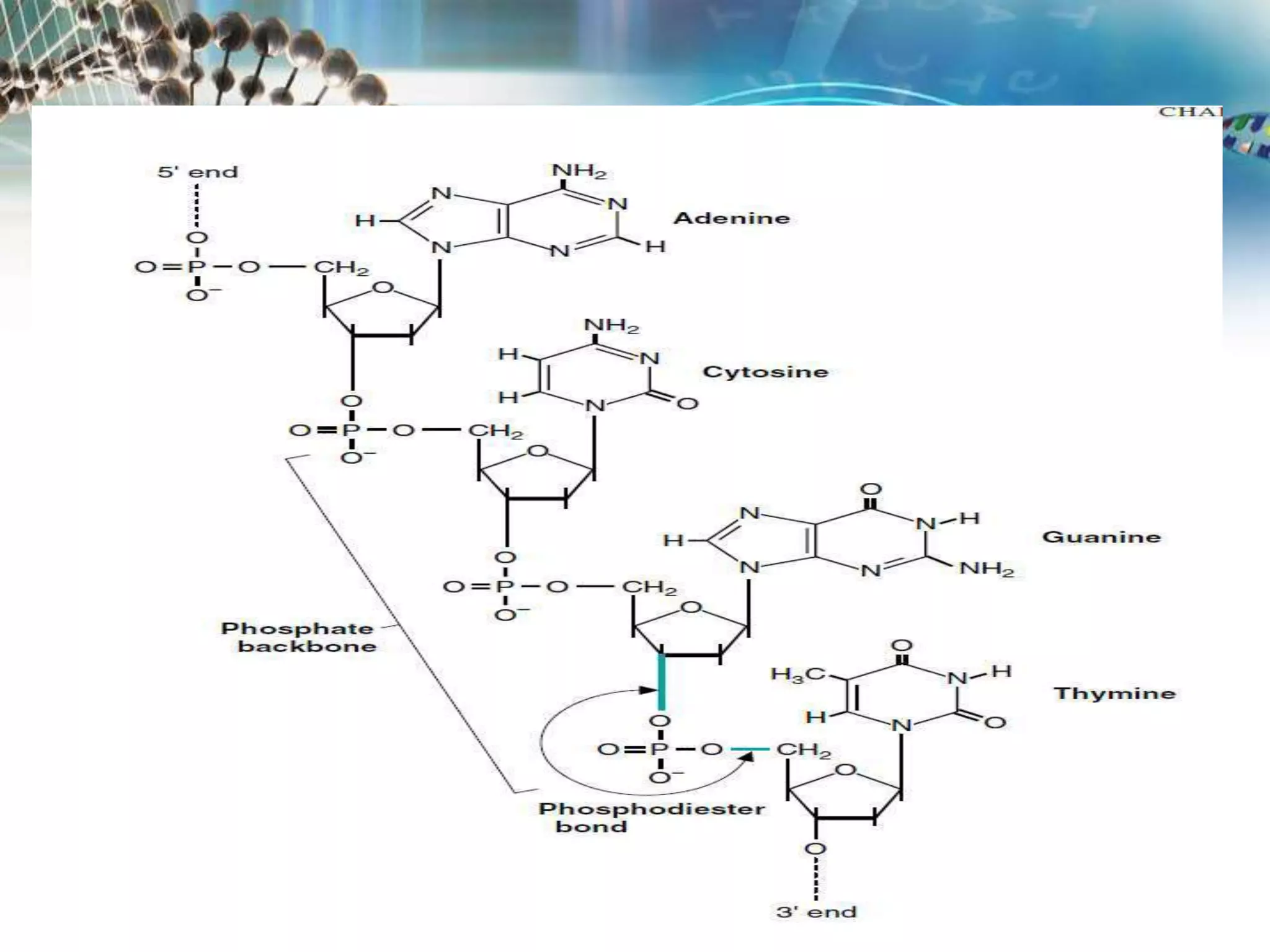 Structure of DNA