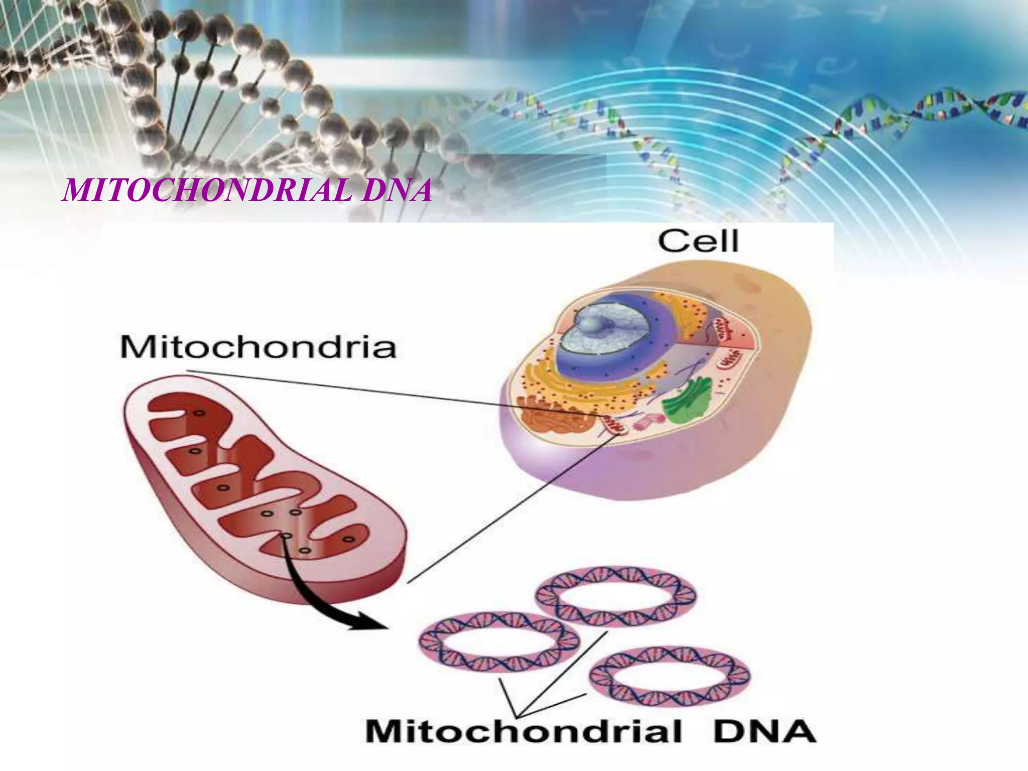 MITOCHONDRIAL DNA
 