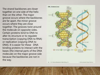 The strand backbones are closer
together on one side of the helix
than on the other. The major
groove occurs where the backbones
are far apart, the minor groove
occurs where they are close
together. The grooves twist around
the molecule on opposite sides.
Certain proteins bind to DNA to
alter its structure or to regulate
transcription (copying DNA to RNA)
or replication (copying DNA to
DNA). It is easier for these DNA
binding proteins to interact with the
bases (the internal parts of the DNA
molecule) on the major groove side
because the backbones are not in
the way.
 