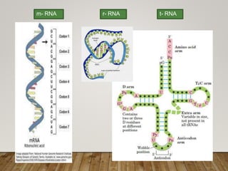m- RNA r- RNA t- RNA
 