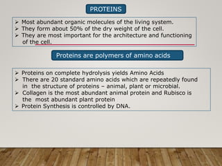 PROTEINS
 Most abundant organic molecules of the living system.
 They form about 50% of the dry weight of the cell.
 They are most important for the architecture and functioning
of the cell.
Proteins are polymers of amino acids
 Proteins on complete hydrolysis yields Amino Acids
 There are 20 standard amino acids which are repeatedly found
in the structure of proteins – animal, plant or microbial.
 Collagen is the most abundant animal protein and Rubisco is
the most abundant plant protein
 Protein Synthesis is controlled by DNA.
 
