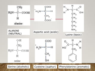 Aspartic acid (acidic)
ALANINE
(NEUTRAL) Lysine (basic)
Serine (alcoholic) Cysteine (suphur) Phenylalanine (aromatic)
 