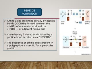 PEPTIDE
FORMATION
 Amino acids are linked serially by peptide
bonds (-CONH-) formed between the
(-NH2) of one amino acid and the
(-COOH) of adjacent amino acid
 Chain having 2 amino acids linked by a
peptide bond is called as a DIPEPTIDE
 The sequence of amino acids present in
a polypeptide is specific for a particular
protein.
 