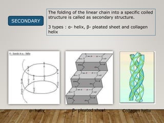 SECONDARY
The folding of the linear chain into a specific coiled
structure is called as secondary structure.
3 types : α- helix, β- pleated sheet and collagen
helix
α- helix β- pleated sheet Collagen helix
 