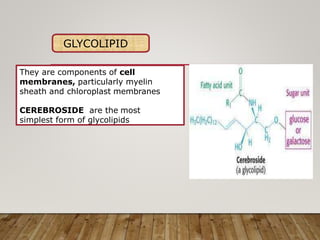 GLYCOLIPID
They are components of cell
membranes, particularly myelin
sheath and chloroplast membranes
CEREBROSIDE are the most
simplest form of glycolipids
 