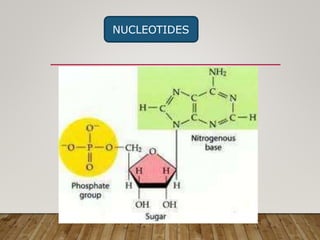NUCLEOTIDES
 