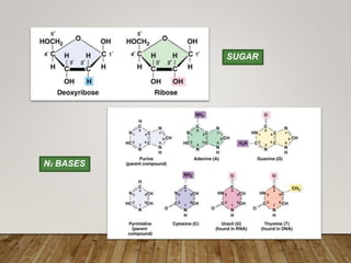 SUGAR
N2 BASES
 