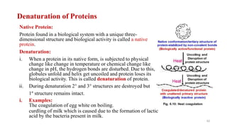 Denaturation of Proteins
Native Protein:
Protein found in a biological system with a unique three-
dimensional structure and biological activity is called a native
protein.
Denaturation:
i. When a protein in its native form, is subjected to physical
change like change in temperature or chemical change like
change in pH, the hydrogen bonds are disturbed. Due to this,
globules unfold and helix get uncoiled and protein loses its
biological activity. This is called denaturation of protein.
ii. During denaturation 2° and 3° structures are destroyed but
1º structure remains intact.
i. Examples:
The coagulation of egg white on boiling.
curdling of milk which is caused due to the formation of lactic
acid by the bacteria present in milk.
62
 