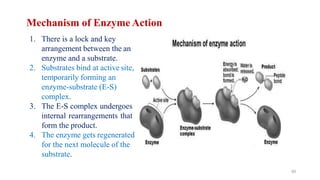 Mechanism of Enzyme Action
1. There is a lock and key
arrangement between the an
enzyme and a substrate.
2. Substrates bind at active site,
temporarily forming an
enzyme-substrate (E-S)
complex.
3. The E-S complex undergoes
internal rearrangements that
form the product.
4. The enzyme gets regenerated
for the next molecule of the
substrate.
65
 