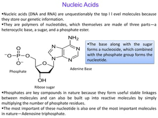 Nucleic acids (DNA and RNA) are unquestionably the top l l evel molecules because
they store our genetic information.
They are polymers of nucleotides, which themselves are made of three parts—a
heterocyclic base, a sugar, and a phosphate ester.
Nucleic Acids
The base along with the sugar
forms a nucleoside, which combined
with the phosphate group forms the
nucleotide.
Adenine Base
Ribose sugar
Phosphate
Phosphates are key compounds in nature because they form useful stable linkages
between molecules and can also be built up into reactive molecules by simply
multiplying the number of phosphate residues.
The most important of these nucleotide is also one of the most important molecules
in nature—Adenosine triphosphate.
 
