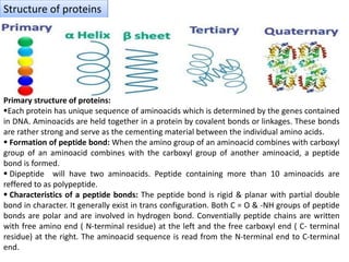Structure of proteins
Primary structure of proteins:
Each protein has unique sequence of aminoacids which is determined by the genes contained
in DNA. Aminoacids are held together in a protein by covalent bonds or linkages. These bonds
are rather strong and serve as the cementing material between the individual amino acids.
 Formation of peptide bond: When the amino group of an aminoacid combines with carboxyl
group of an aminoacid combines with the carboxyl group of another aminoacid, a peptide
bond is formed.
 Dipeptide will have two aminoacids. Peptide containing more than 10 aminoacids are
reffered to as polypeptide.
 Characteristics of a peptide bonds: The peptide bond is rigid & planar with partial double
bond in character. It generally exist in trans configuration. Both C = O & -NH groups of peptide
bonds are polar and are involved in hydrogen bond. Conventially peptide chains are written
with free amino end ( N-terminal residue) at the left and the free carboxyl end ( C- terminal
residue) at the right. The aminoacid sequence is read from the N-terminal end to C-terminal
end.
 