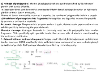 b) Number of polypeptides: The no. of polypeptide chains can be identified by treatment of
protein with dansyl chloride.
It specifically binds with N-terminal aminoacids to form dansyl polypeptide which on hydrolysis
yield N-terminal dansyl aminoacid.
The no. of dansyl aminoacids produced is equal to the number of polypeptide chain in a protein.
c) Breakdown of polypeptides into fragments: Polypeptides are degraded into smaller peptide
by enzymatic or chemical methods.
Enzymatic cleavage: The proteolytic enzymes such as trypsin, chymotrypsin, pepsin and elastase
exhibit specificity in cleaving the peptide bonds.
Chemical cleavage: Cyanogen bromide is commonly used to split polypeptide into smaller
fragments. CNBr specifically splits peptide bonds, the carbonyl side of which is contributed by
the aminoacid methionine.
3. Determination of aminoacid sequence: Sanger used 1-fluro-2,4-dinitrobenzene to determine
insulin structure. FDNB specifically binds with N-terminal amino-acid to form a dinitrophenyl
derivative of peptide. DNP-aminoacid can be identified by chromatography.
 
