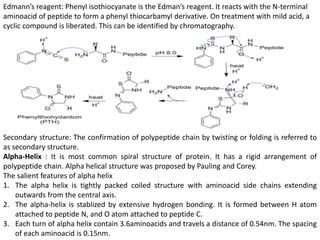 Edmann’s reagent: Phenyl isothiocyanate is the Edman’s reagent. It reacts with the N-terminal
aminoacid of peptide to form a phenyl thiocarbamyl derivative. On treatment with mild acid, a
cyclic compound is liberated. This can be identified by chromatography.
Secondary structure: The confirmation of polypeptide chain by twisting or folding is referred to
as secondary structure.
Αlpha-Helix : It is most common spiral structure of protein. It has a rigid arrangement of
polypeptide chain. Alpha helical structure was proposed by Pauling and Corey.
The salient features of alpha helix
1. The alpha helix is tightly packed coiled structure with aminoacid side chains extending
outwards from the central axis.
2. The alpha-helix is stablized by extensive hydrogen bonding. It is formed between H atom
attached to peptide N, and O atom attached to peptide C.
3. Each turn of alpha helix contain 3.6aminoacids and travels a distance of 0.54nm. The spacing
of each aminoacid is 0.15nm.
 