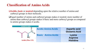 Classification of AminoAcids
❑Acidic, basic or neutral depending upon the relative number of amino and
carboxyl groups in their molecule.
❑Equal number of amino and carboxyl groups makes it neutral; more number of
amino than carboxyl groups makes it basic and more carboxyl groups as compared
to amino groups makes it acidic.
Acidic Amino Acids Aspartic acid
Glutamic Acid
Basic Amino Acids Lysine
Arginine
Histidine
46
Acidic (Pka=3.9)
 