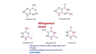 Nitrogenous bases or often simply bases, are
nitrogen-
containing biological compounds that form
nucleosides.
70
Nitrogenous
bases
 