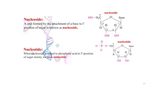 Nucleoside:
A unit formed by the attachment of a base to1'
position of sugar is known as nucleoside.
Nucleotide:
When nucleoside is linked to phosphoric acid at 5′-position
of sugar moiety, we get a nucleotide.
nucleoside
71
nucleotide
 