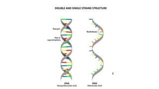 DOUBLE AND SINGLE STRAND STRUCTURE
 