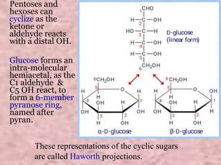 Pentoses and
hexoses can
cyclize as the
ketone or
aldehyde reacts
with a distal OH.
Glucose forms an
intra-molecular
hemiacetal, as the
C1 aldehyde &
C5 OH react, to
form a 6-member
pyranose ring,
named after
pyran.
These representations of the cyclic sugars
are called Haworth projections.
* 14
 