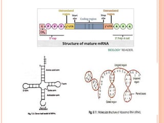 Marn Tarn Rarn Biomolecules carbohydrates, lipids, nucleic acid | PPTX