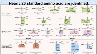 Nearly 20 standard amino acid are identified.
 