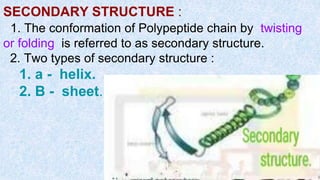 SECONDARY STRUCTURE :
1. The conformation of Polypeptide chain by twisting
or folding is referred to as secondary structure.
2. Two types of secondary structure :
1. a - helix.
2. B - sheet.
 