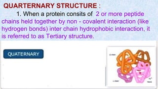 QUARTERNARY STRUCTURE :
1. When a protein consits of 2 or more peptide
chains held together by non - covalent interaction (like
hydrogen bonds) inter chain hydrophobic interaction, it
is referred to as Tertiary structure.
 