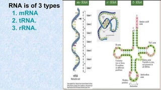 RNA is of 3 types :
1. mRNA
2. tRNA.
3. rRNA.
 