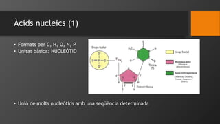 Àcids nucleics (1) 
• Formats per C, H, O, N, P 
• Unitat bàsica: NUCLEÒTID 
• Unió de molts nucleòtids amb una seqüència ...