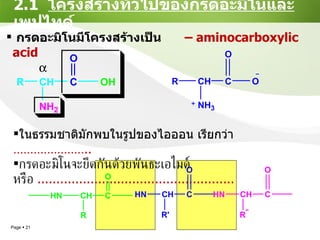 2.1  โครงสร้างทั่วไปของกรดอะมิโนและเพปไทด์ กรดอะมิโนมีโครงสร้างเป็น    –  aminocarboxylic acid ในธรรมชาติมักพบในรูปของไอออน เรียกว่า  ………………… .. กรดอะมิโนจะยึดกันด้วยพันธะเอไมด์ หรือ  ....................................................  
