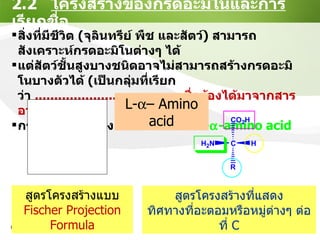 2.2  โครงสร้างของกรดอะมิโนและการเรียกชื่อ สิ่งที่มีชีวิต  ( จุลินทรีย์ พืช และสัตว์ )  สามารถสังเคราะห์กรดอะมิโนต่างๆ ได้  แต่สัตว์ชั้นสูงบางชนิดอาจไม่สามารถสร้างกรดอะมิโนบางตัวได้  ( เป็นกลุ่มที่เรียกว่า   .....................................   ซึ่งต้องได้มาจากสารอาหาร ) กรดอะมิโนมีโครงสร้างทั่วไปเป็น  L-  -amino acid L-  – Amino acid สูตรโครงสร้างแบบ Fischer Projection Formula สูตรโครงสร้างที่แสดง ทิศทางที่อะตอมหรือหมู่ต่างๆ ต่อที่  C 