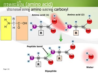 กรดอะมิโน  (amino acid) ประกอบด้วยหมู่  amino  และหมู่  carboxyl 