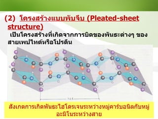 (2)  โครงสร้างแบบพับจีบ   (Pleated-sheet structure) เป็นโครงสร้างที่เกิดจากการบิดของพันธะต่างๆ ของสายเพปไทด์หรือโปรตีน เพื่อ ............................................................   ( ที่ต่อที่สายของโปรตีน )  ทำให้ได้ลักษณะเป็นแผ่นที่ทบไปมา สังเกตการเกิดพันธะไฮโดรเจนระหว่างหมู่คาร์บอนิลกับหมู่อะมิโนระหว่างสาย 
