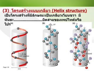 (3)   โครงสร้างแบบเกลียว  (Helix structure) เป็นโครงสร้างที่มีลักษณะเป็นเกลียวเวียนขวา  มีพันธะ ......................... ยึดสายของเพปไทด์หรือโปรตีนไว้พบในโปรตีนทั่วไป 