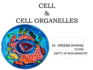 CELL
&
CELL ORGANELLES
Dr. AREEBA GHAYAS
TUTOR
DEPTT. OF BIOCHEMISTRY
 