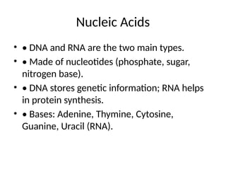 Nucleic Acids
• • DNA and RNA are the two main types.
• • Made of nucleotides (phosphate, sugar,
nitrogen base).
• • DNA stores genetic information; RNA helps
in protein synthesis.
• • Bases: Adenine, Thymine, Cytosine,
Guanine, Uracil (RNA).
 