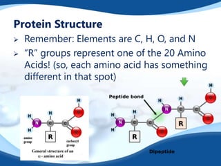 Protein Structure
 Remember: Elements are C, H, O, and N
 “R” groups represent one of the 20 Amino
Acids! (so, each amino acid has something
different in that spot)
 