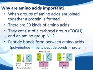 Why are amino acids important?
• When groups of amino acids are joined
together a protein is formed
• There are 20 kinds of amino acids
• They consist of a carboxyl group (COOH)
and an amino group NH2
• Peptide bonds form between amino acids
(polypeptide = many peptide bonds = protein!)
 