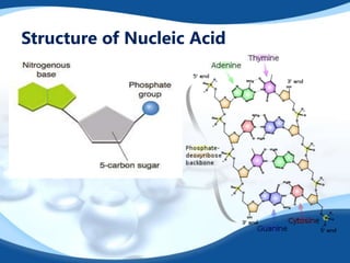 Structure of Nucleic Acid
 