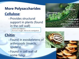 More Polysaccharides
Cellulose:
• Provides structural
support in plants (found
in the cell wall)
Chitin:
• Found in exoskeletens of
arthropods (insects,
spiders)
• Found in cell wall of
some fungi
GIVES US FIBER!!!
Increases weight.Aids us in constipation
 