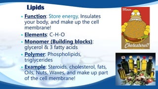 Lipids
 Function: Store energy, Insulates
your body, and make up the cell
membrane!
 Elements: C-H-O
 Monomer (Building blocks):
glycerol & 3 fatty acids
 Polymer: Phospholipids,
triglycerides
 Example: Steroids, cholesterol, fats,
Oils, Nuts, Waxes, and make up part
of the cell membrane!
 